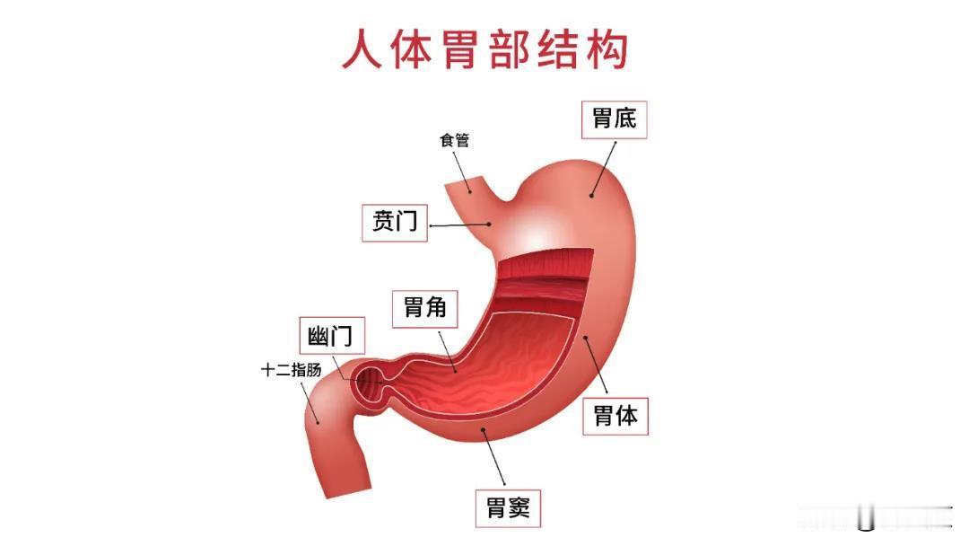 为什么人类作为杂食性非常高的动物，却有个非常脆弱的胃？[玫瑰]人类的胃可并不