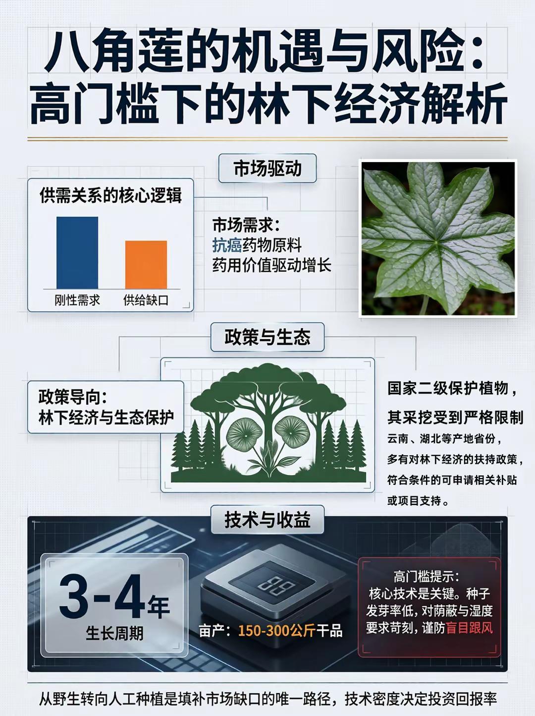 八角莲种植机遇与风险！。八角莲