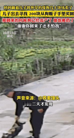 泪目了！10月16日湖北，一妈妈瞒着儿子，卖掉了家里正要临产的母狗，儿子知道后，