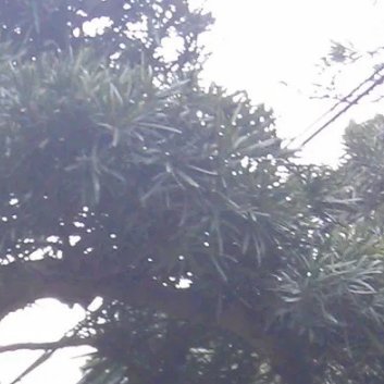 种植🌳罗汉松的种植和养护一、准备盆土种植罗汉松要选择适合它生长的盆土，盆土应