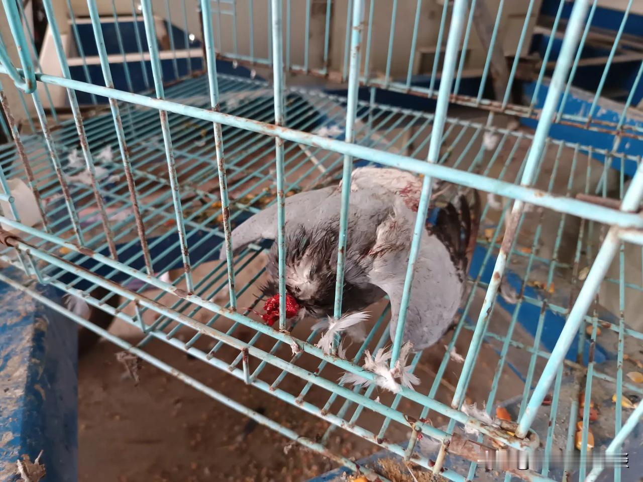 野猫太可恨了。把我的一只鸽子给咬死还把头给吃了。逮了一只鸽子，养在了一个大笼子里