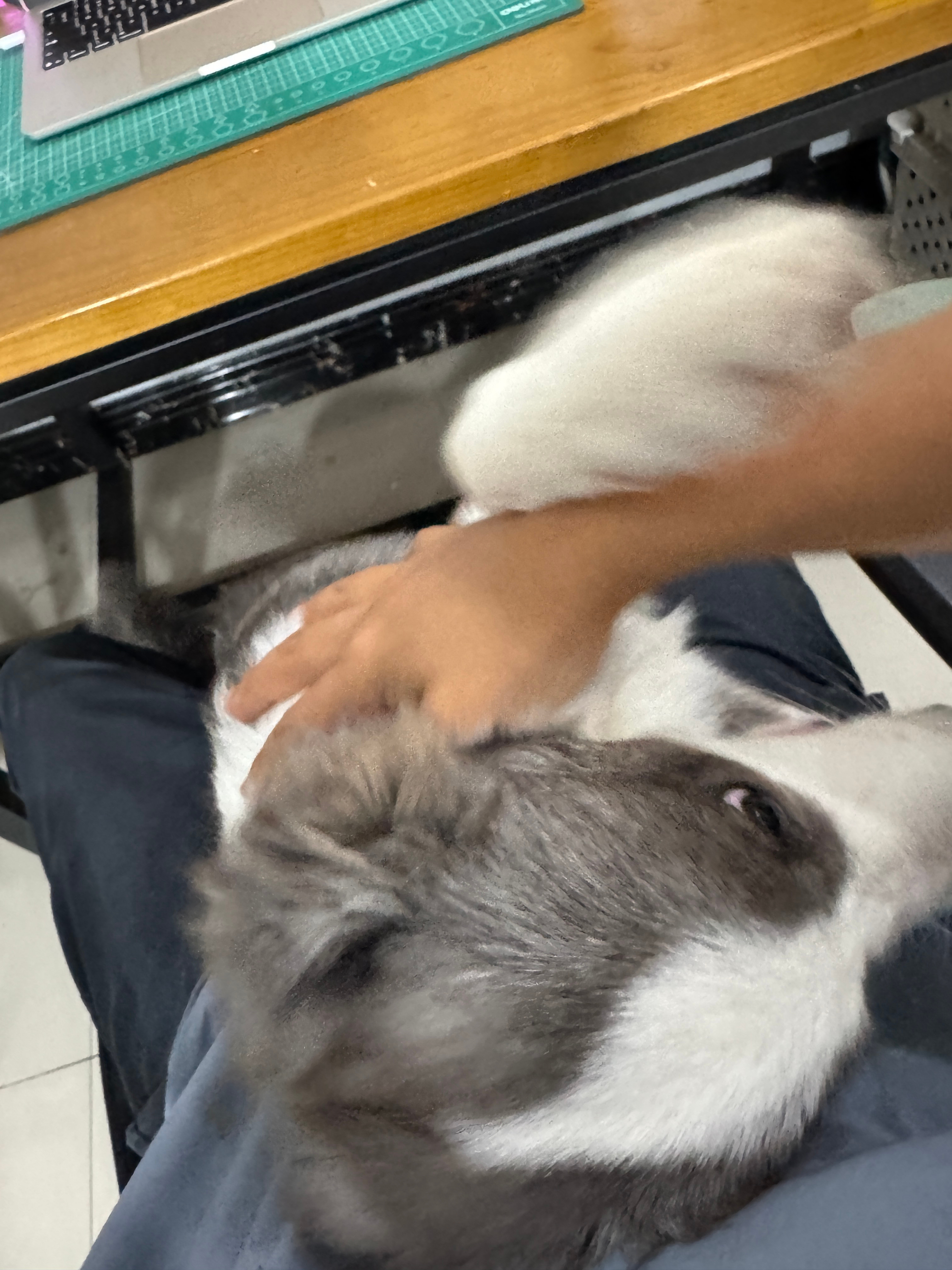 边牧这么粘人刷新我对狗子的认知​​​