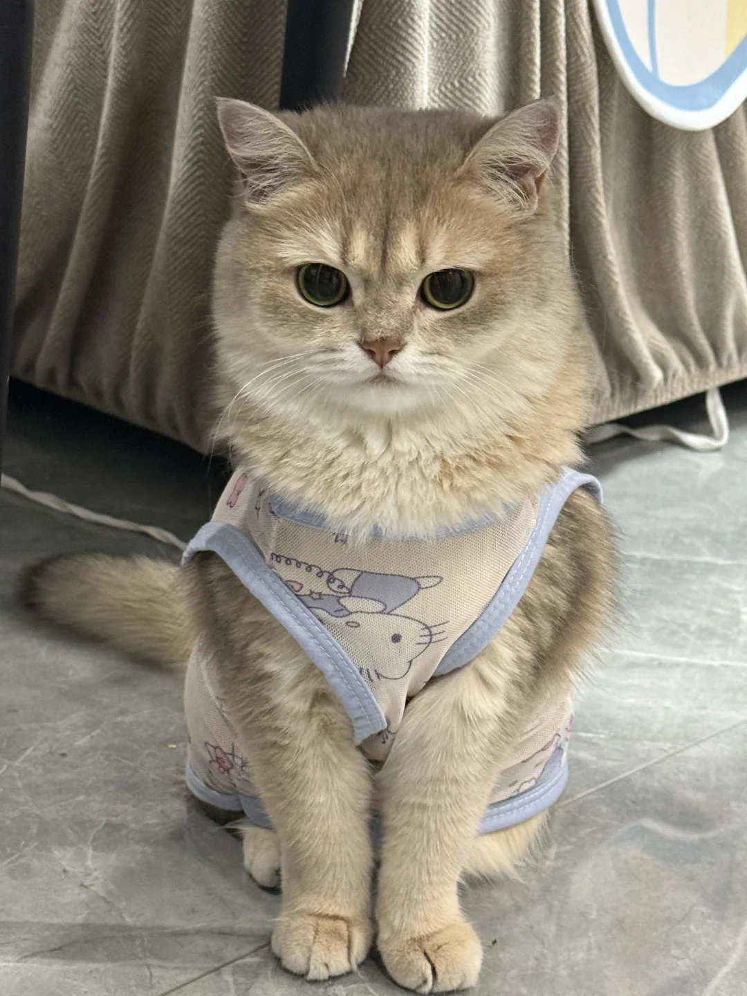有些咪一看就是女孩子
