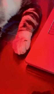 蚊子哭着走了……