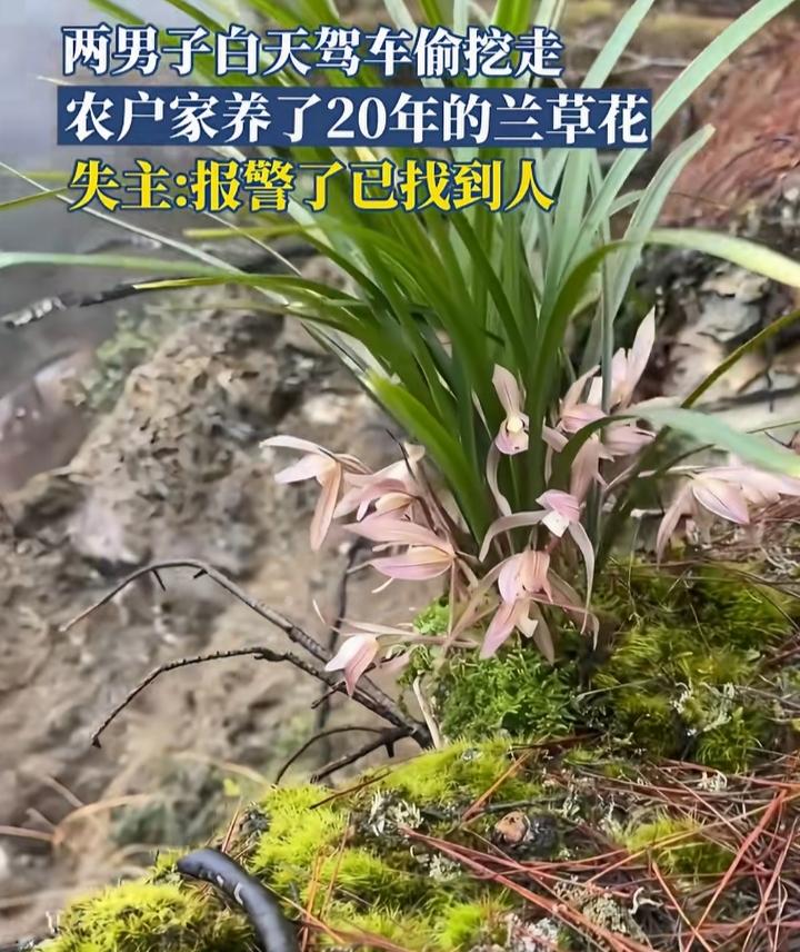 2026年3月9日，安徽六安俩男子干了件缺德事。大白天驾车闯进农户院子，把人家精