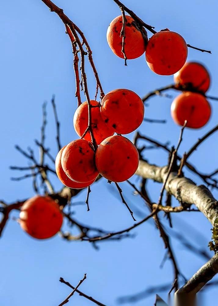 刷到一张图，瞬间给我干沉默了。光秃秃的树杈，像一把瘦骨嶙峋的黑爪子伸向天空，上