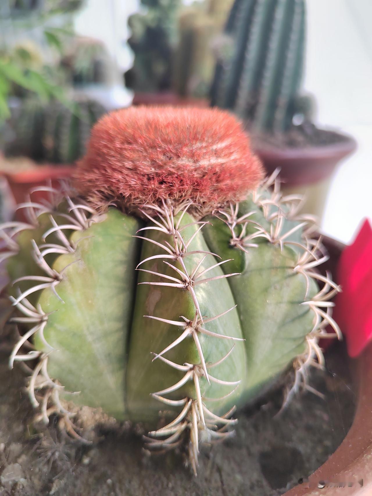 怎样才能让仙人球开花?仙人球开花最关健是春秋季多晒太阳，让球多见阳光，其次是春季