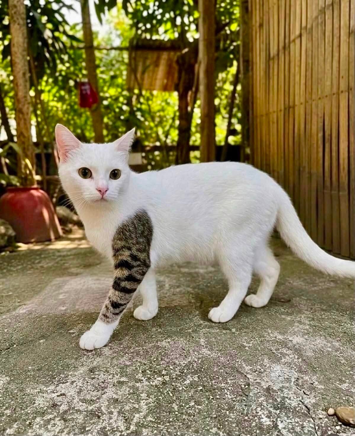 花臂猫猫