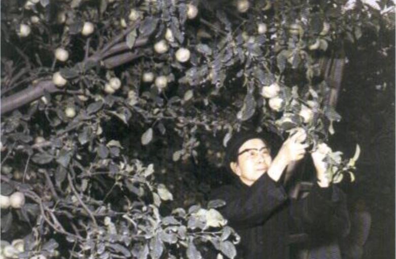 1976年10月6日傍晚，江青在景山公园摘苹果的照片。当晚（10月6日晚间）党中
