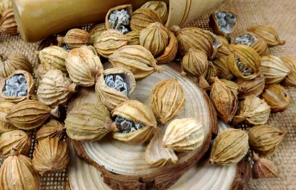 为何补脾没用加砂仁，补血没用加肉桂，补肾没用加知母？ 很多人脾胃不好，消化不