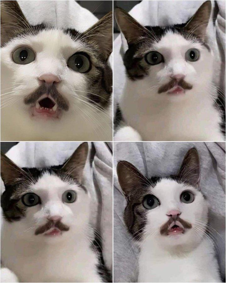 胡子猫​​​