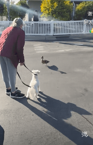 粗心的鸭妈妈，把孩子们都带沟里了，最狂飙的大汉做着最温柔的事儿！[赞]