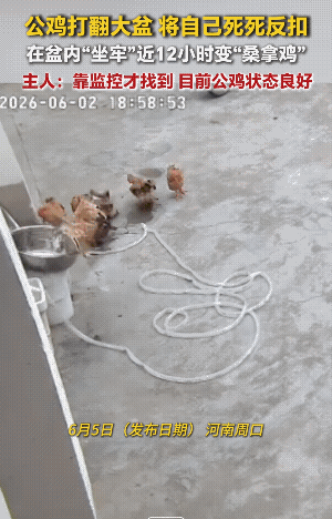 河南周口，一女子清晨去喂鸡时发现，原本满院子的鸡，竟凭空少了一只公鸡。原来这公鸡