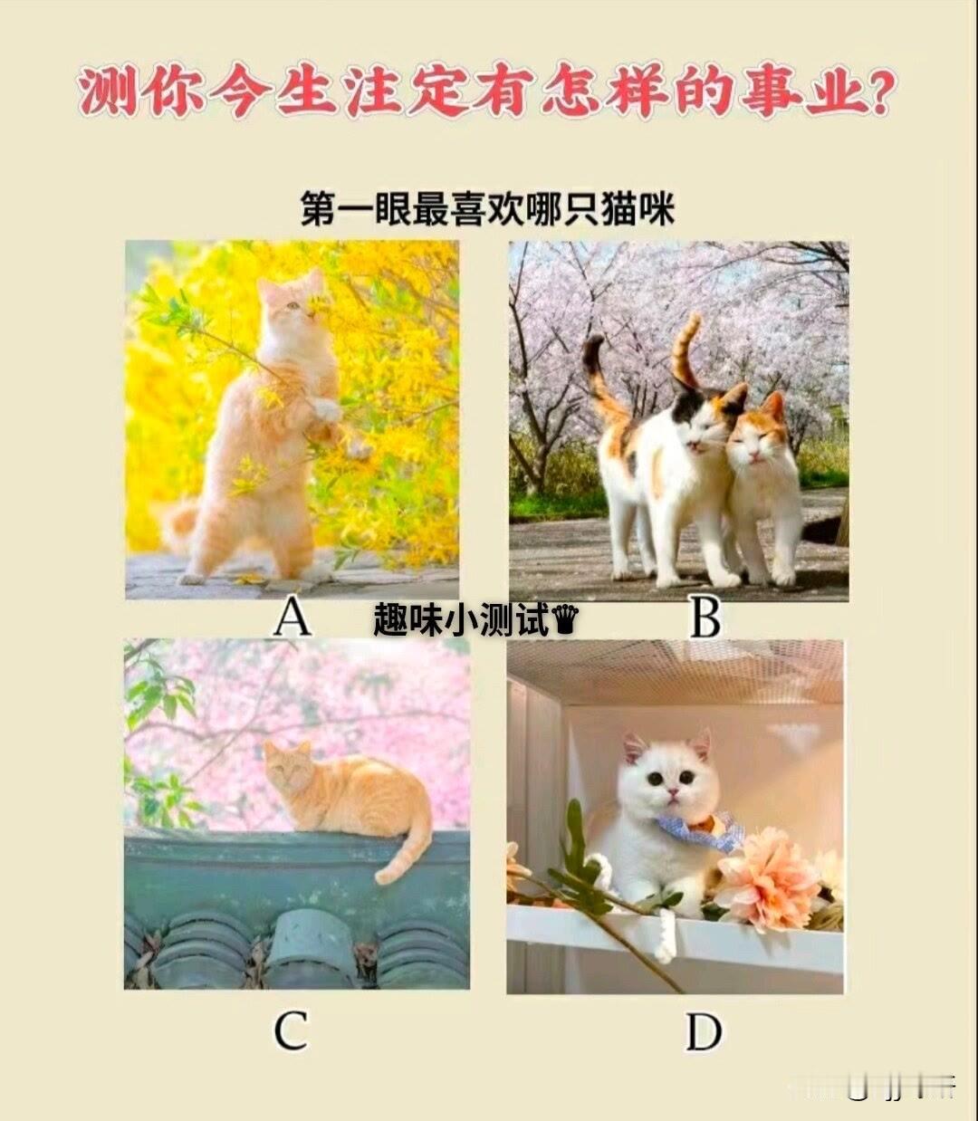 ?第一眼最喜欢哪只猫咪