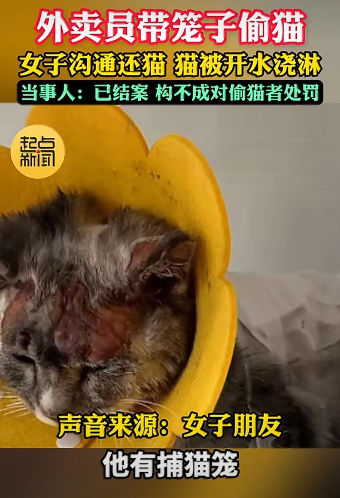 河南有位姓赵的女士，养了一只才十个月大的宠物猫，平时跟自家孩子似的细心照料，没想