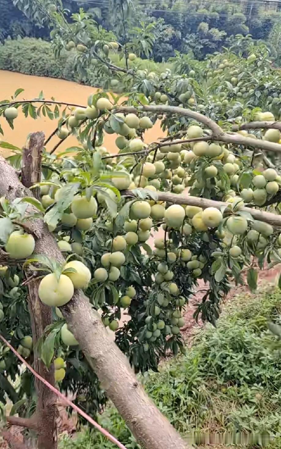 住在果树上，吃个饱