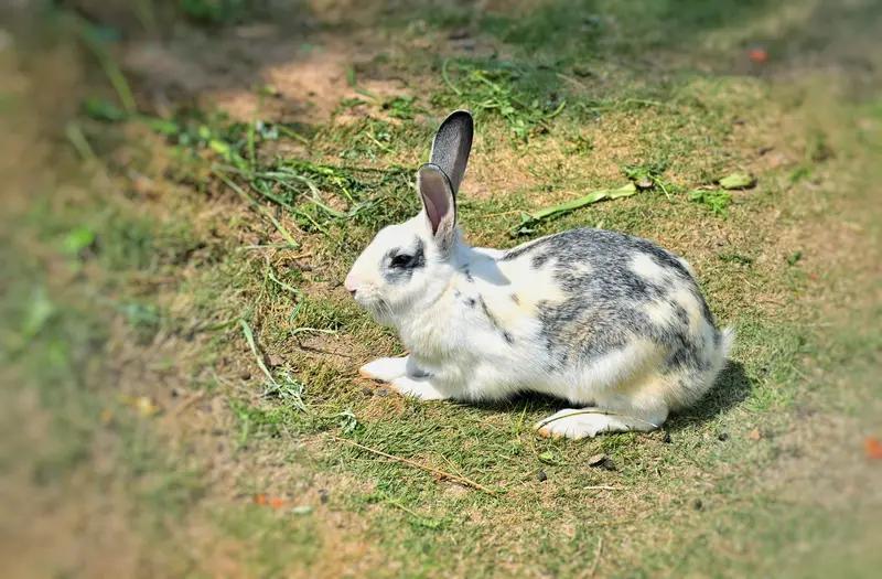 十二生肖的传奇性格马：哄不动，太通透。兔：哄得好，温柔心软。猴：哄得巧，