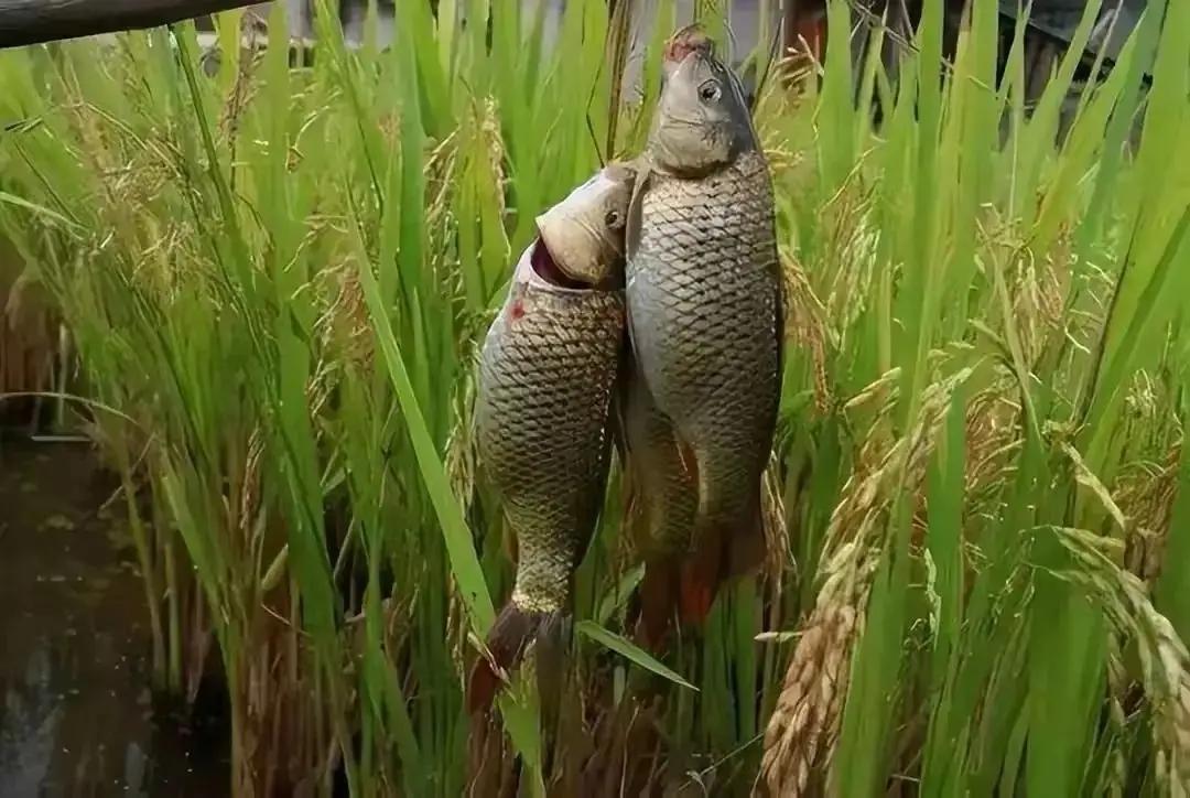 为什么以前很火的稻田养鱼，现在没有农民愿意干了？直接说答案，因为现在的农民不傻，