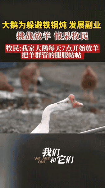这大鹅也太会“自救”了吧！简直把求生欲玩出了新高度！牧民随口一句“炖大鹅