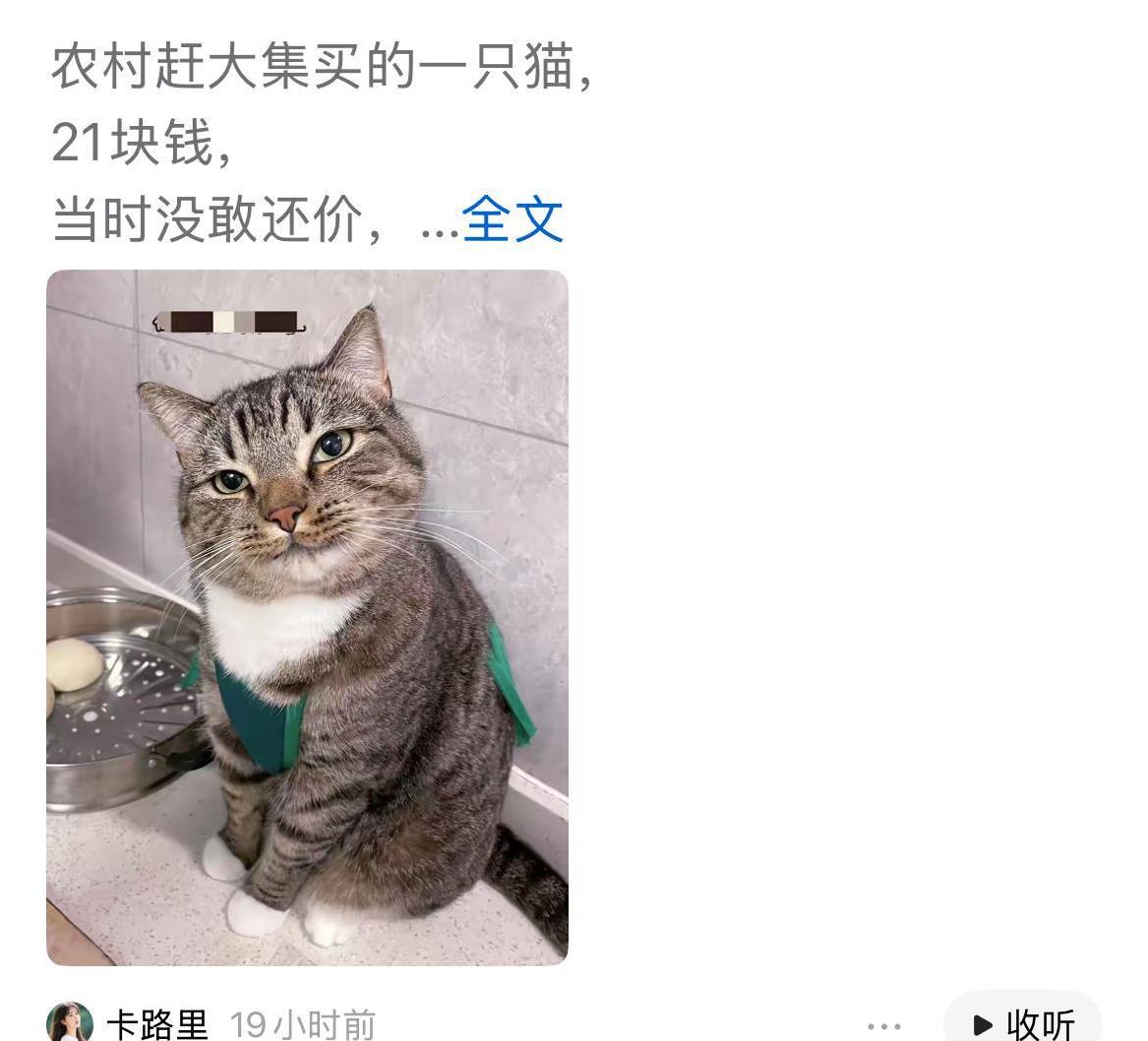 一位网友21块买的猫火了，买的时候猫咪心想我就值这个价，很不高兴，回到家一下就牛