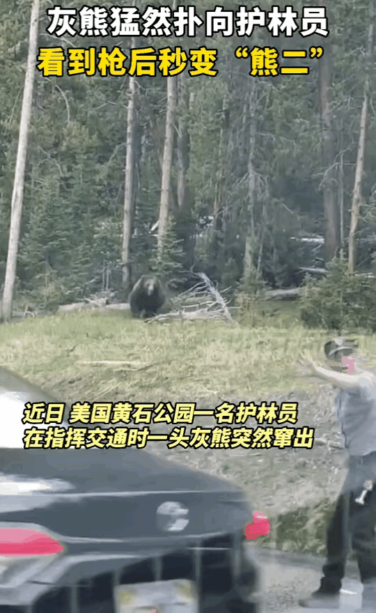 在长期与人打交道的过程中，狗熊也明白人类手中那个厉害的东西惹不起，必须远离，毕竟