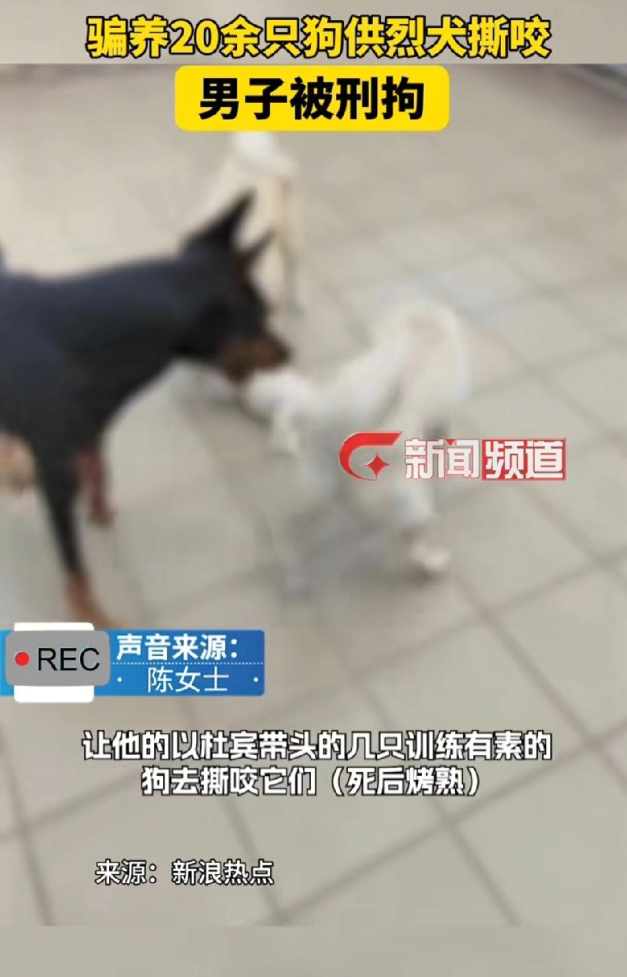 万万没想到！广东东莞，一名男子常年伪装成温柔顾家、家境优渥的爱狗人士，8年时间里