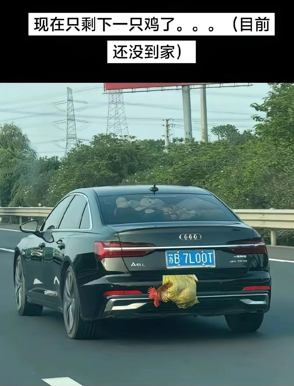 全国车友都在实时播报这辆奥迪的情况，它的车尾挂着三只鸡和一只鸭，如今就只剩一只鸡