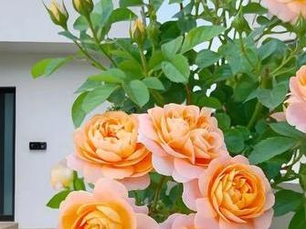 花友们看过来！整理了12款颜值与实力并存的黄橙色月季，暖调花色自带治愈感，不