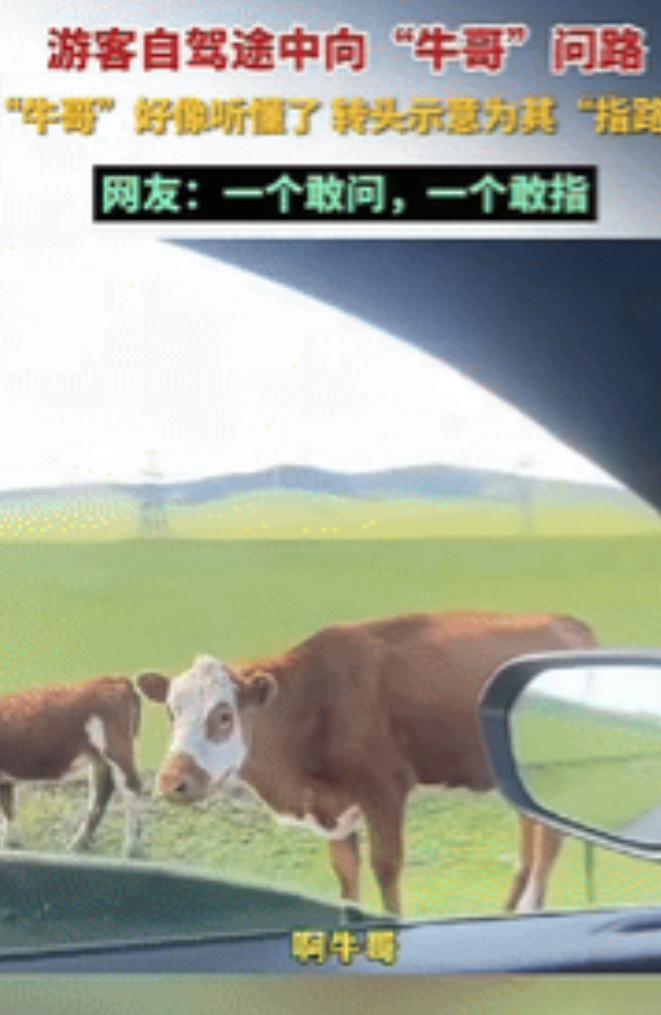 “笑岔气了！”内蒙古辽通，一男子自驾游途中，不知道路该怎么走，发现前面有牛群在吃