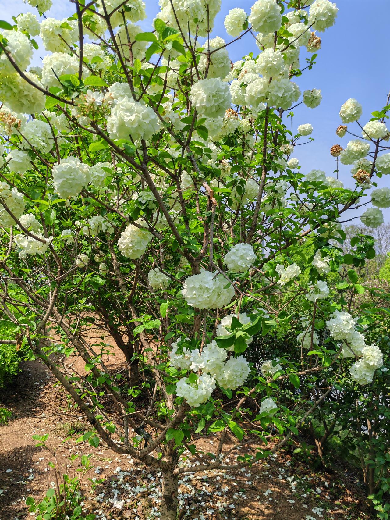 沙湖公园的木绣球花简直美炸了，必须再来一波美照！走进沙湖公园，仿佛进入了一个梦