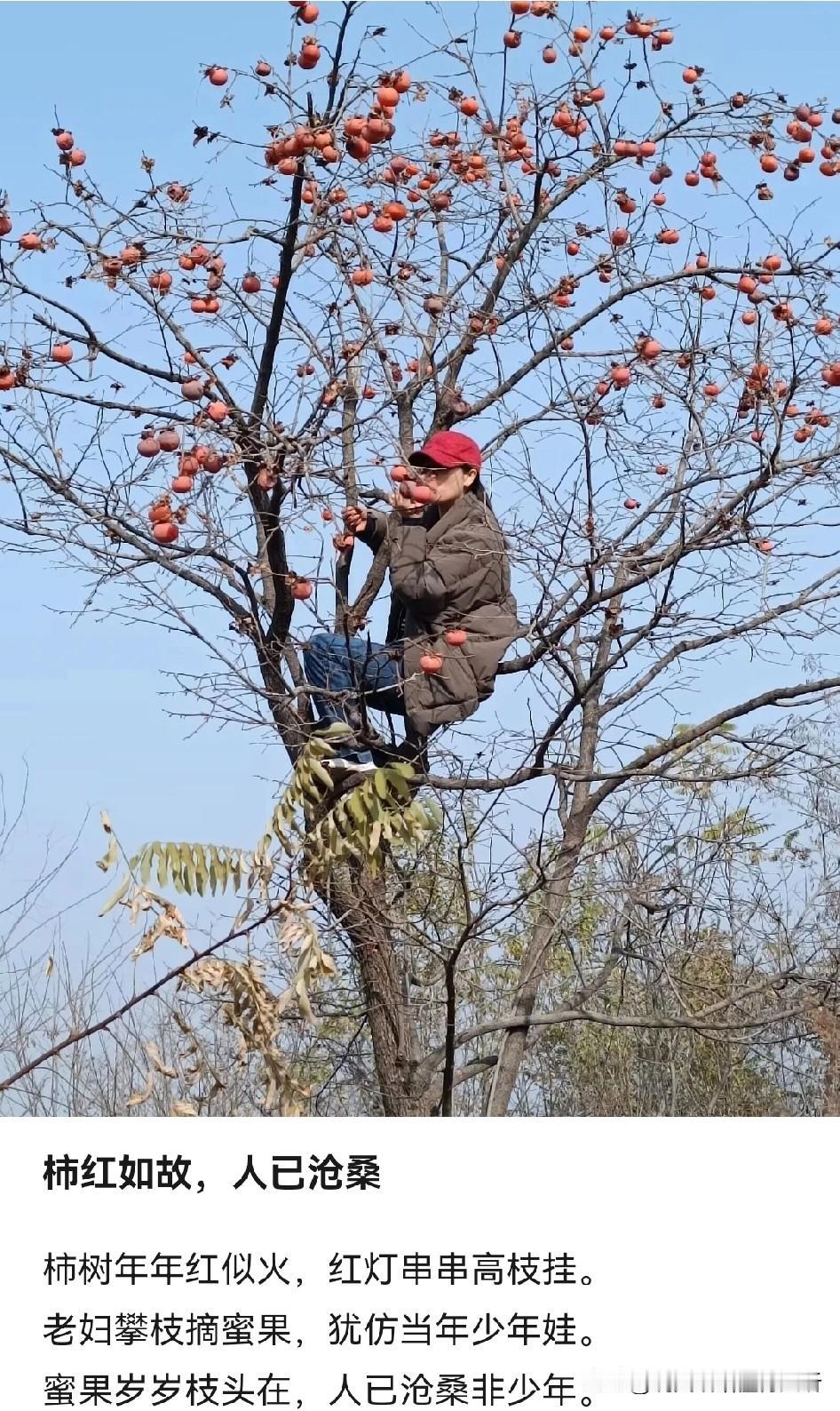 树叶没了，只剩果实