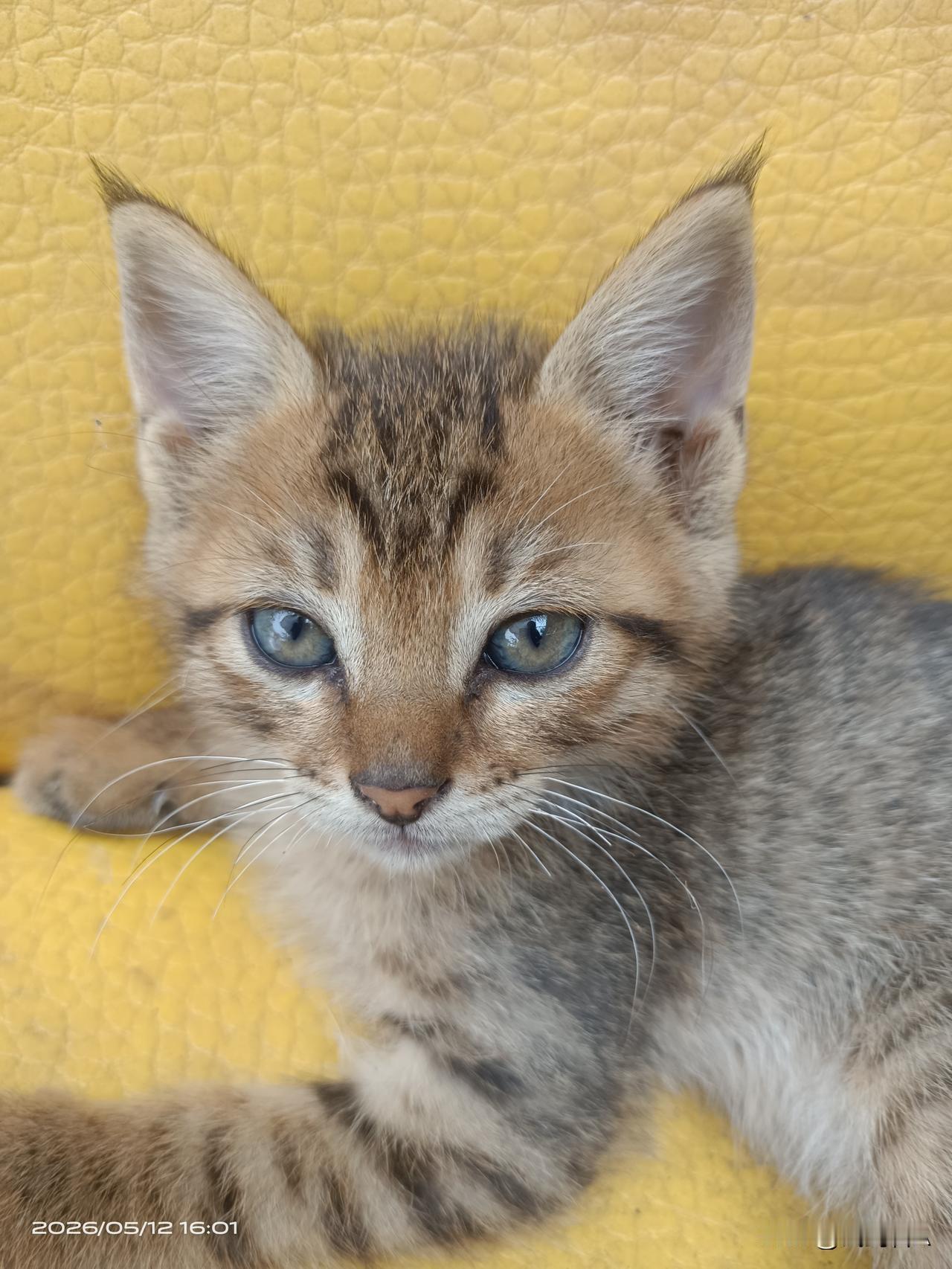 可爱的小猫咪，已满40天了。