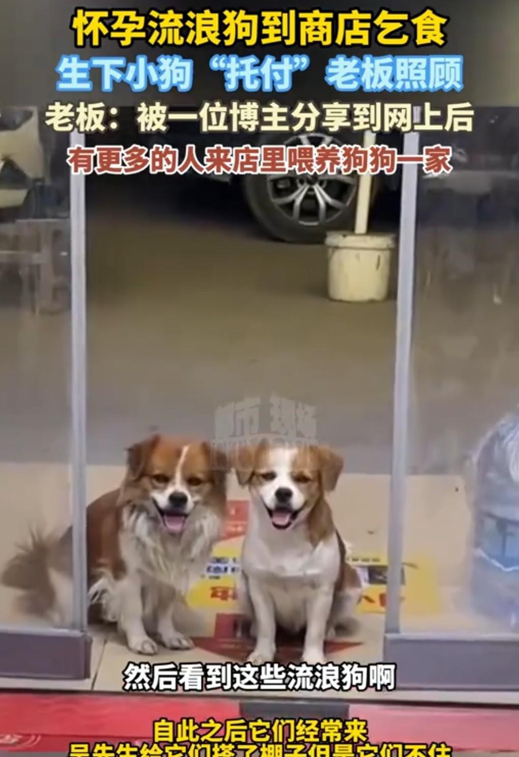 人间有真情，人间有真爱。9月1日在网上看到这么个消息。流浪狗到商店乞食，生下