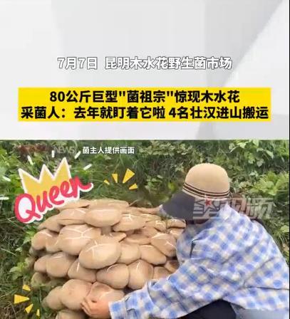 “活久见！”7月7日，云南昆明，一颗80公斤巨型“菌祖宗”惊现野生菌市场，最终被