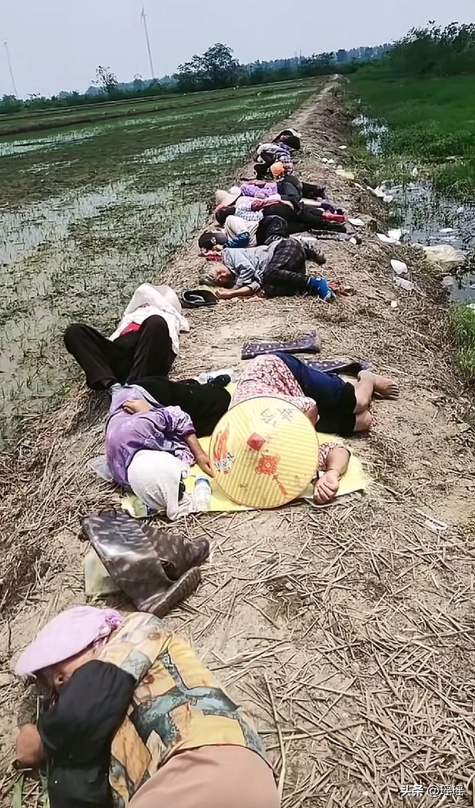 60后的人，估计都有经过这样的，趁中午就地休息一下，早晨3点就起床了