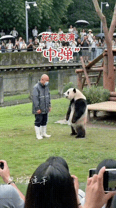 花花和饲养员的互动真的太滑稽了，当饲养员轻轻比出手势，乖巧的花花立刻配合“中弹倒