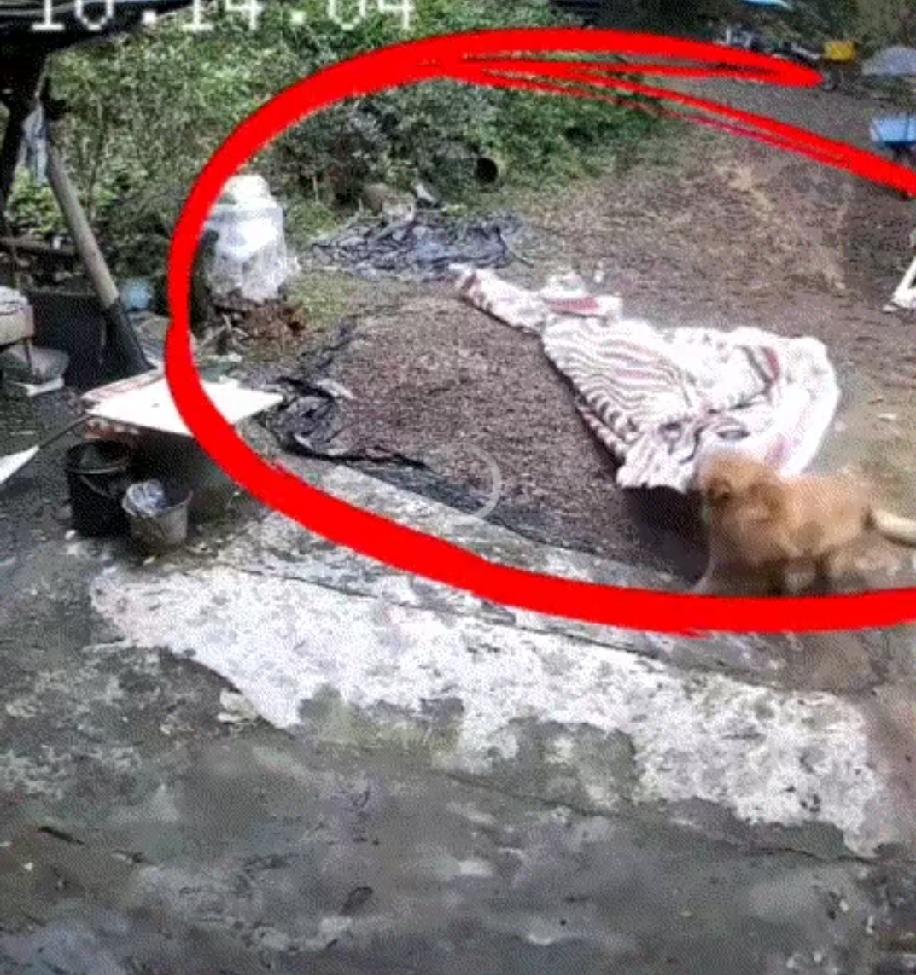 太有灵性了，广东农村，夫妻俩下地干活，突然下起了暴雨，想起院子里还晾晒着玉米，俩