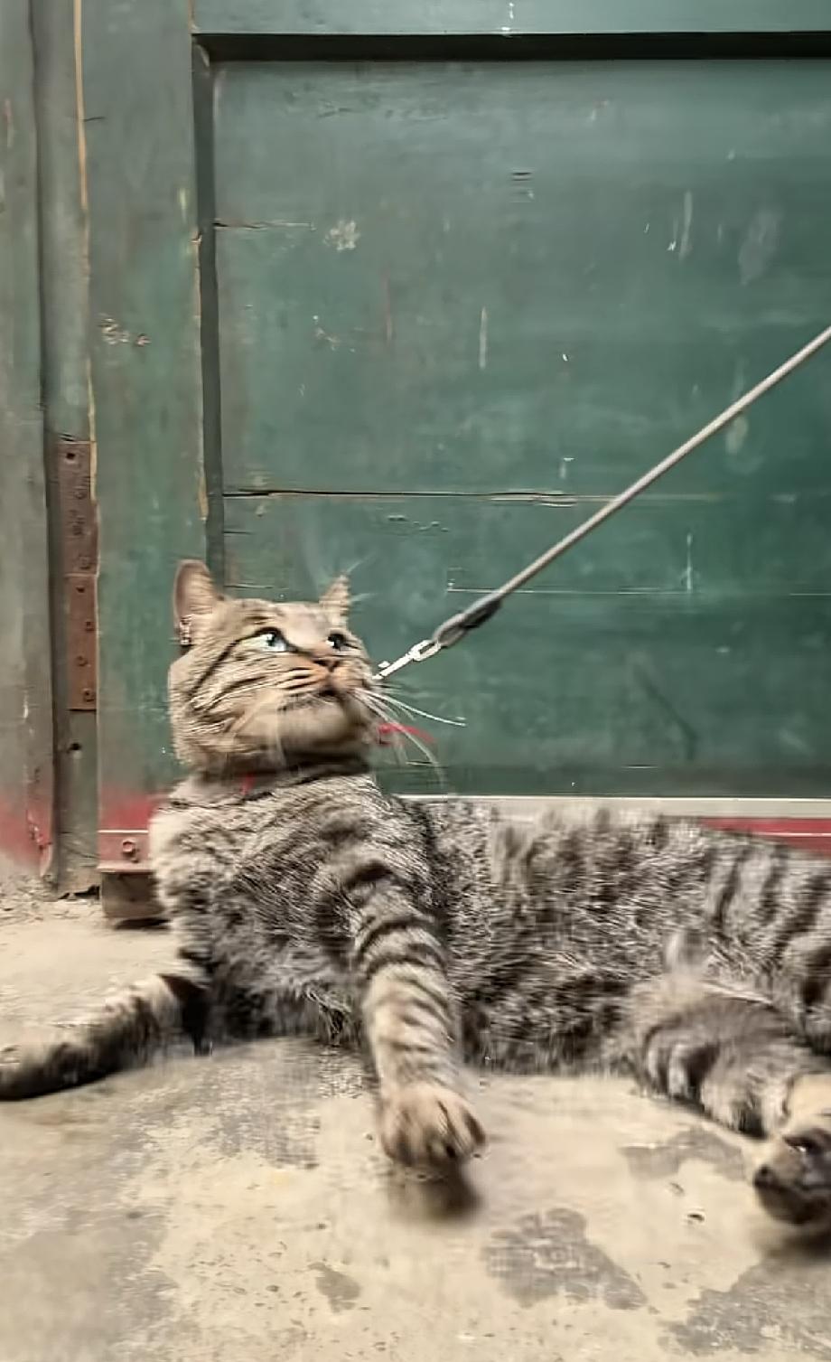 国庆节回老家，发现我奶奶养了一只狸花猫，但她总是用链子绑着它。我看猫猫可怜就