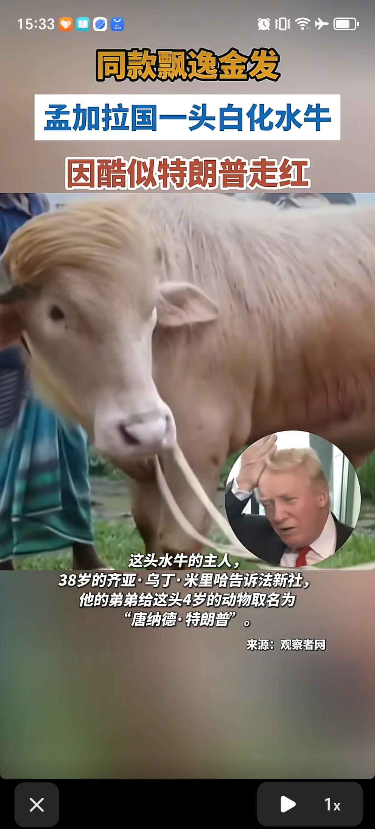 孟加拉国一头白化水牛因为酷似特朗普走红，免于了被宰杀的命运。其主人的弟弟给这头4
