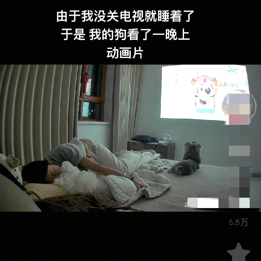 山东大哥忘关电视等男子醒来眼前的一幕惊呆了,就见狗子盯了一整晚电视,不会通宵