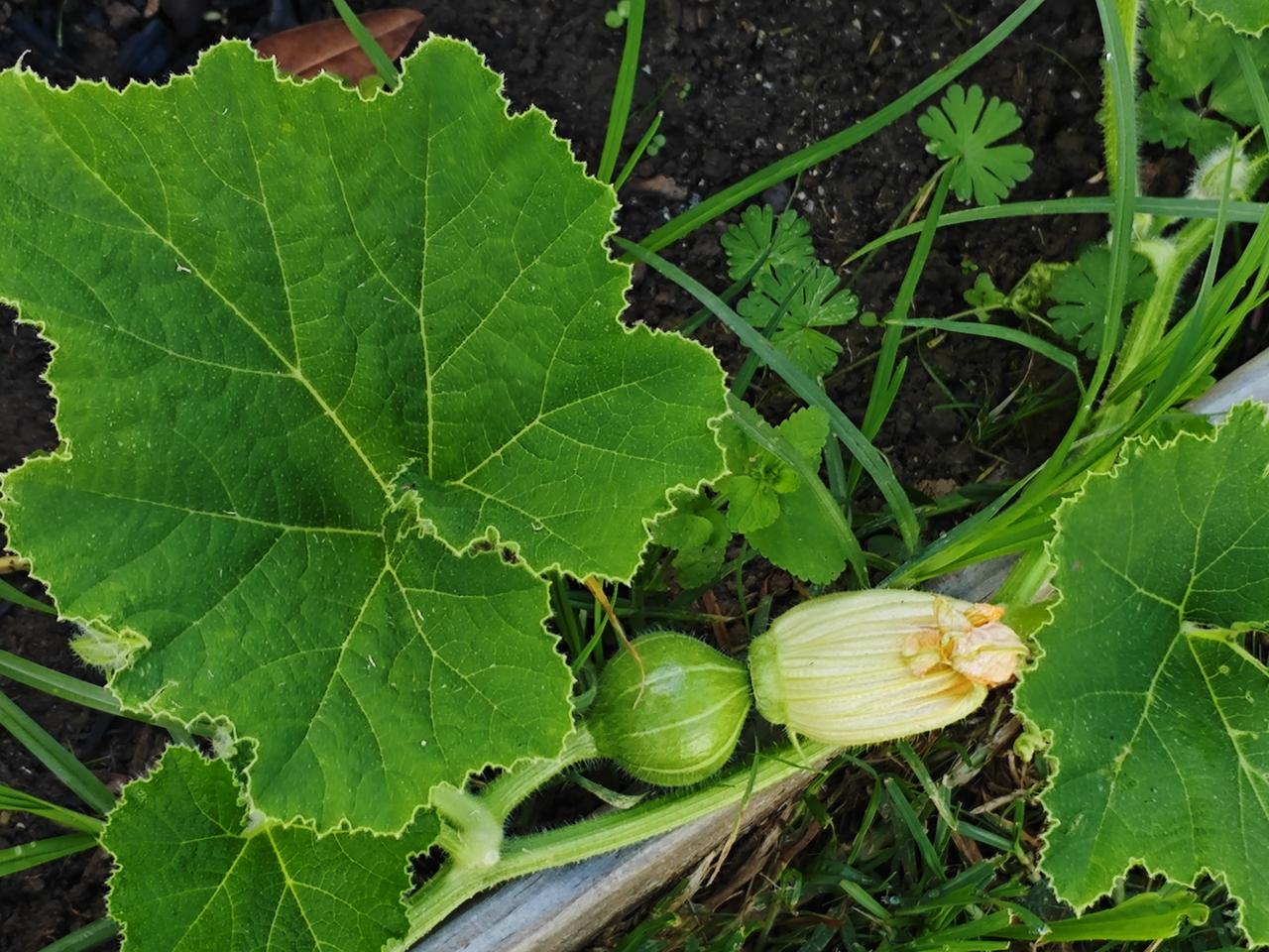 生活中的希望依照惯例，早上起来要在院子里“巡视”一番，“巡视”的重点当然是自