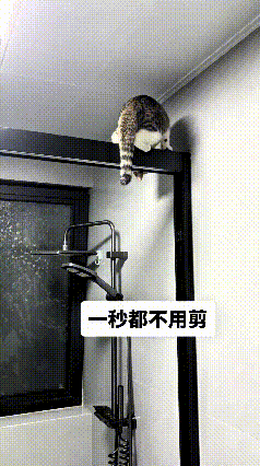 这个视频我看了好几遍，主人发现小猫爬到浴室门框上方，赶紧拿出手机拍摄。主人坦言视