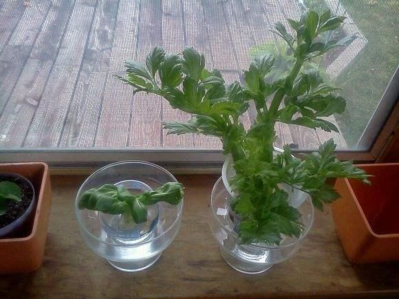 厨房吃剩的大蒜, 芹菜根, 随手扔进水里, 长成阳台小菜园