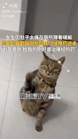 云南昭通，一女子因肚子疼就在厕所里蹲着缓一缓，没想到这家里两只猫咪在外面翻箱倒柜