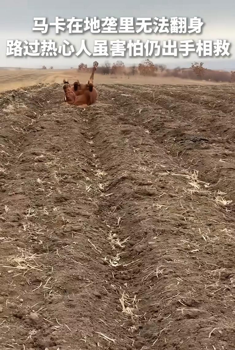 万物皆有灵！内蒙古，一女子经过农田时发现一头马四面朝天的躺在地垄里，几名路过的好
