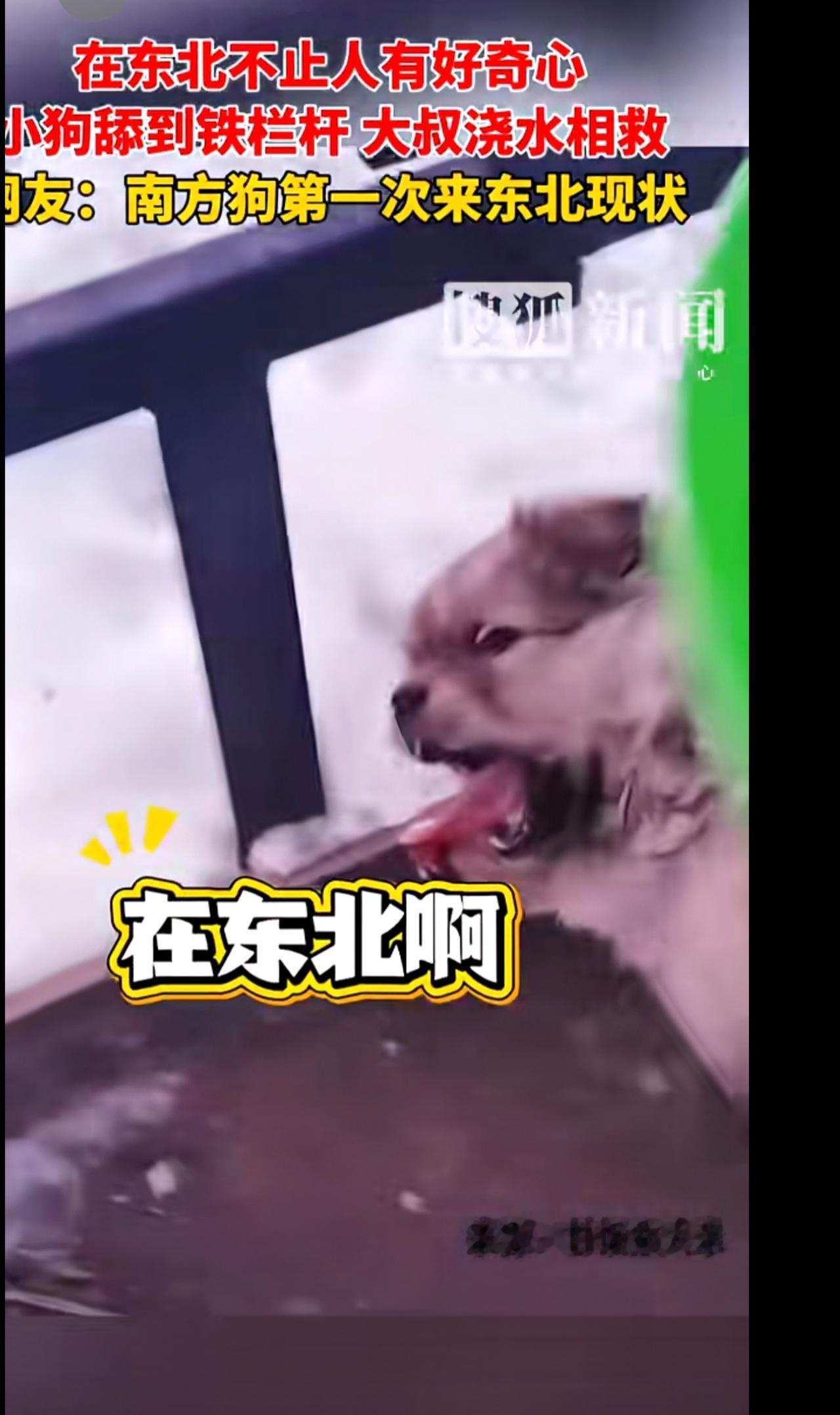 在东北不止人有好奇心，小狗舔到铁栏杆，大叔浇水相救网友：南方狗第一次来东北现状(