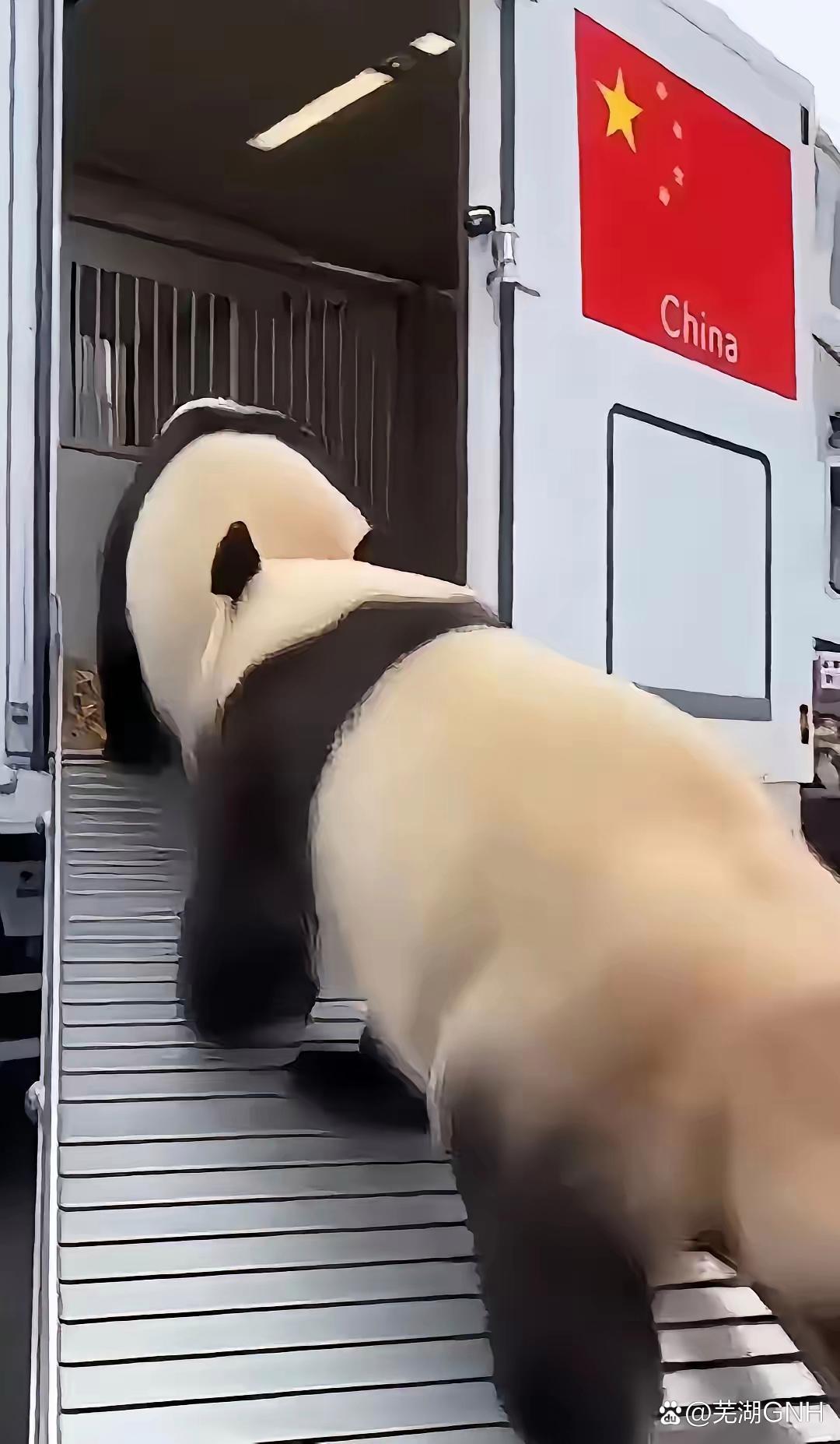 回家的心那么的急切。1月27日这天，旅日大熊猫终于是踏上了回家的路程，在现场贴