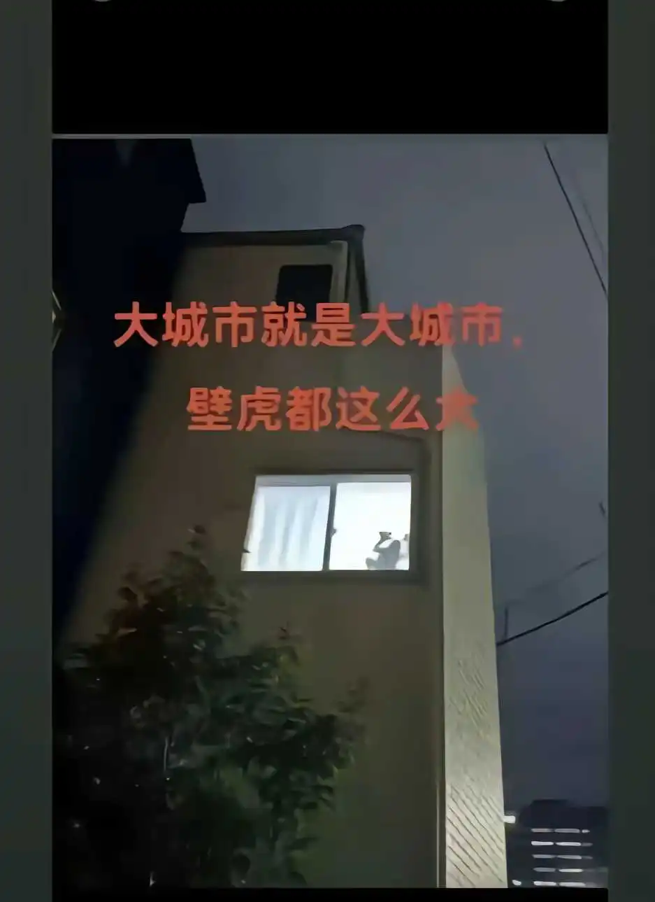 我近视，这壁虎真的这么大吗