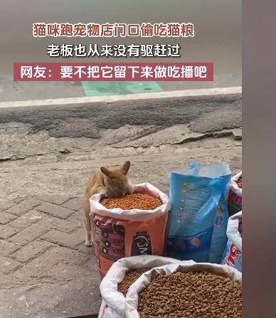 这是成精了！广东，一流浪猫经常跑到宠物店门口偷吃猫粮，有爱心的店主看它可怜从来不