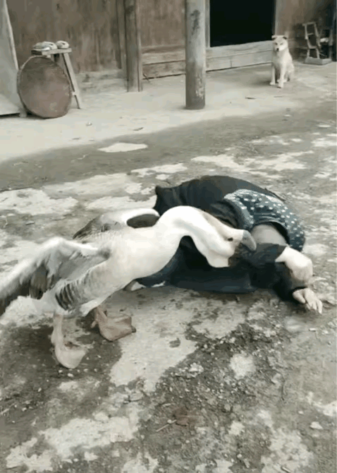 小狗咬烂了沙发，被男主人扇了几巴掌，狗狗哀嚎着看着主人，眼神里满是不甘，好像在说
